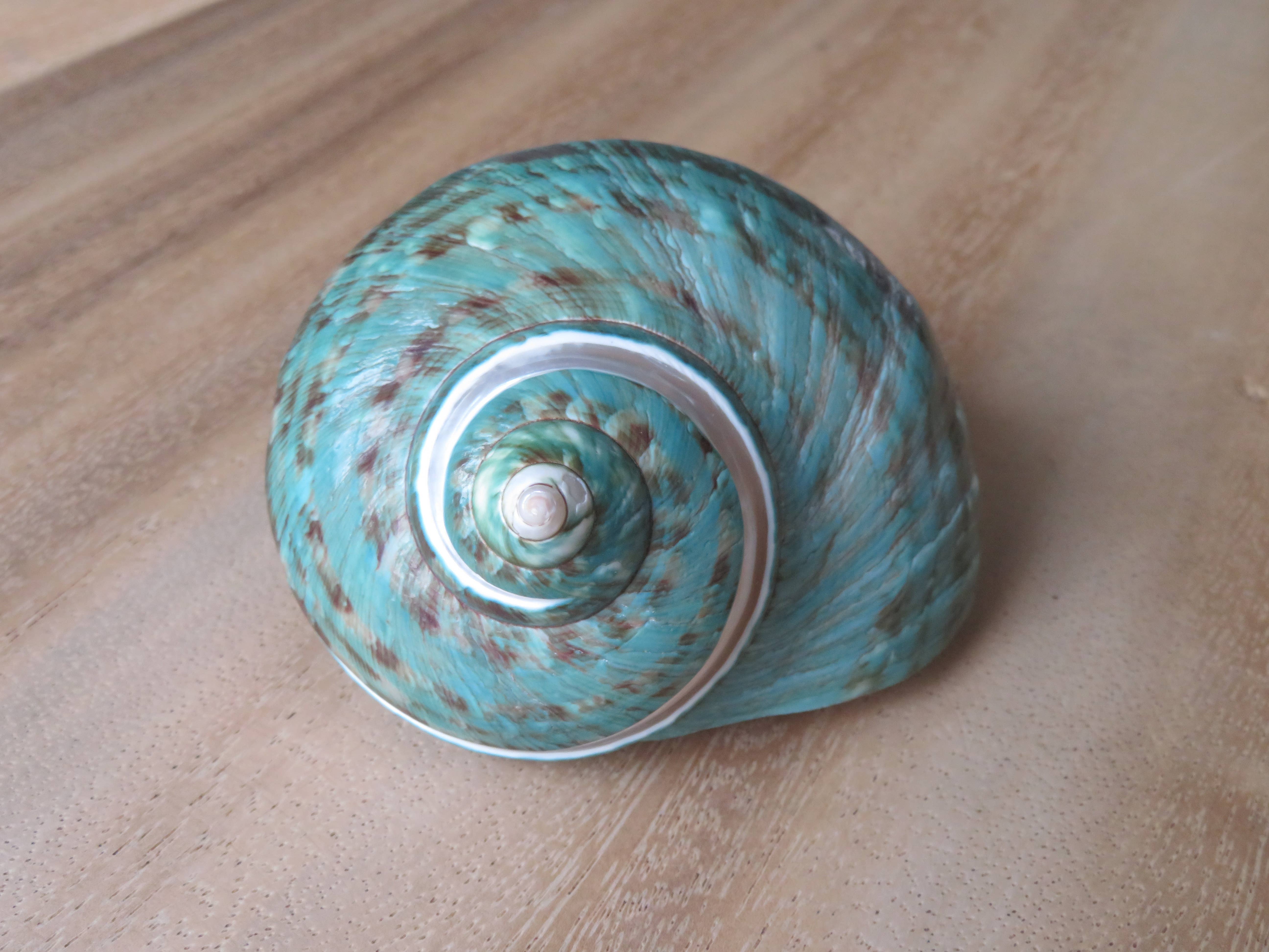 Product Import Holland - Wholesale Decorative Tabletop Object - Turbo Poleng - shell - decoration - beach - unique - beach