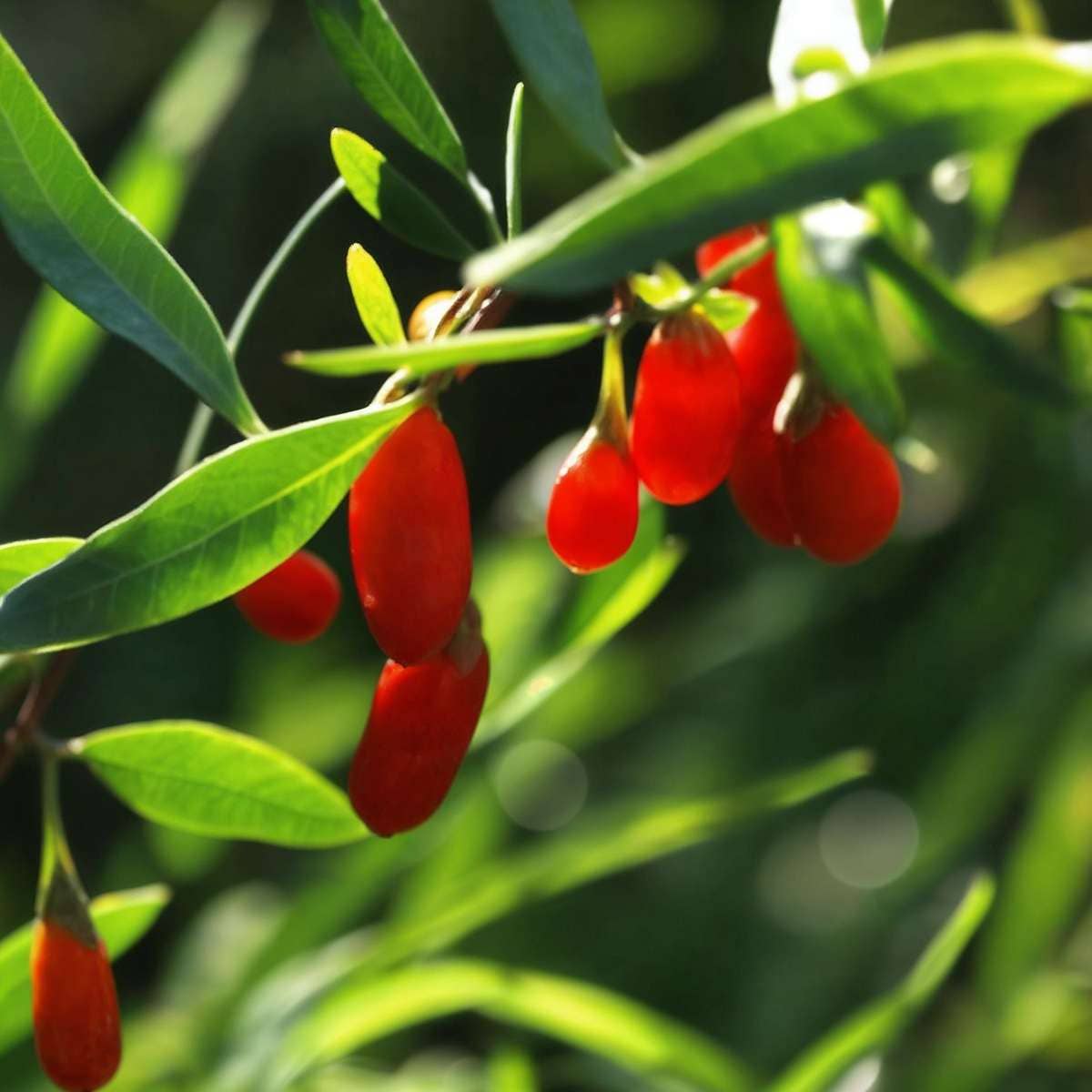 Oasis of Life - Wholesale Live Plant - Goji Berry – 3 Plants – Lycium Barbarum – Hardy Goji Berry Plants for Garden & Pots – Height 25–40cm – Ø9cm – Vitamin-rich Superfruit for Self-cultivation3