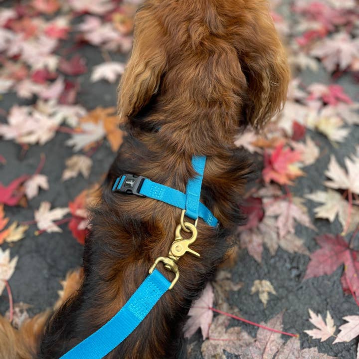 DJANGO - Wholesale Pet Harness - Dog - Adventure Dog Harness - Pacific Blue4