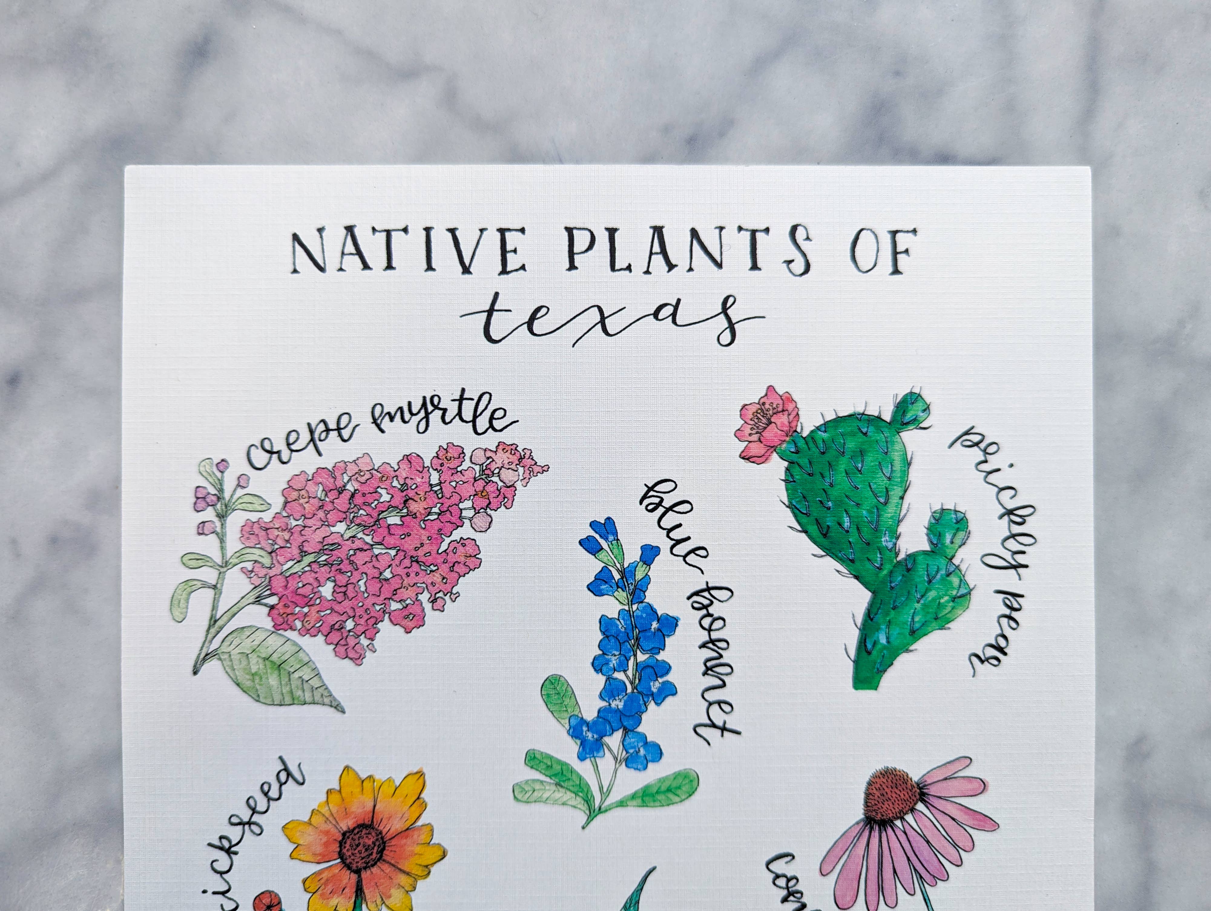 Kallos Ink - Wholesale Art Print - Native Plants of Texas 8x10 Print2