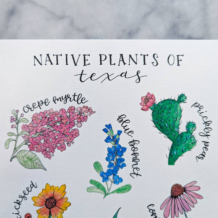 Kallos Ink - Wholesale Art Print - Native Plants of Texas 8x10 Print2