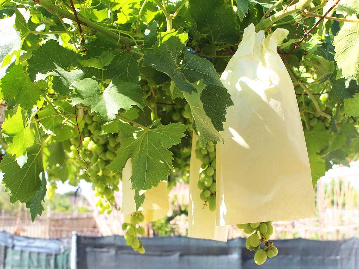 JARDIN Y NATURA OUTDOOR & GARDEN PRODUCTS SL - Wholesale Fruit Basket - Fruit protection bag (10u) - PROTTI FRUTTI4