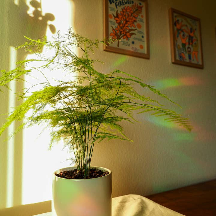 Katie Blanchard Art + Works - Wholesale Sticker - This Day - Rainbowmaker Window Decal3