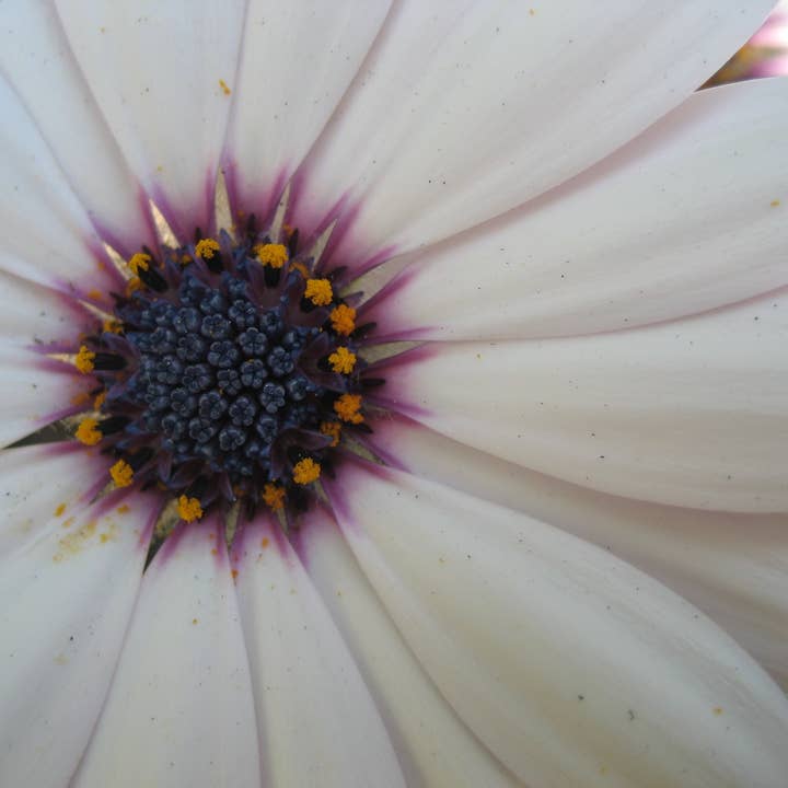 Finer Details Photographic Print for wholesale by Sarah’s Card Co.