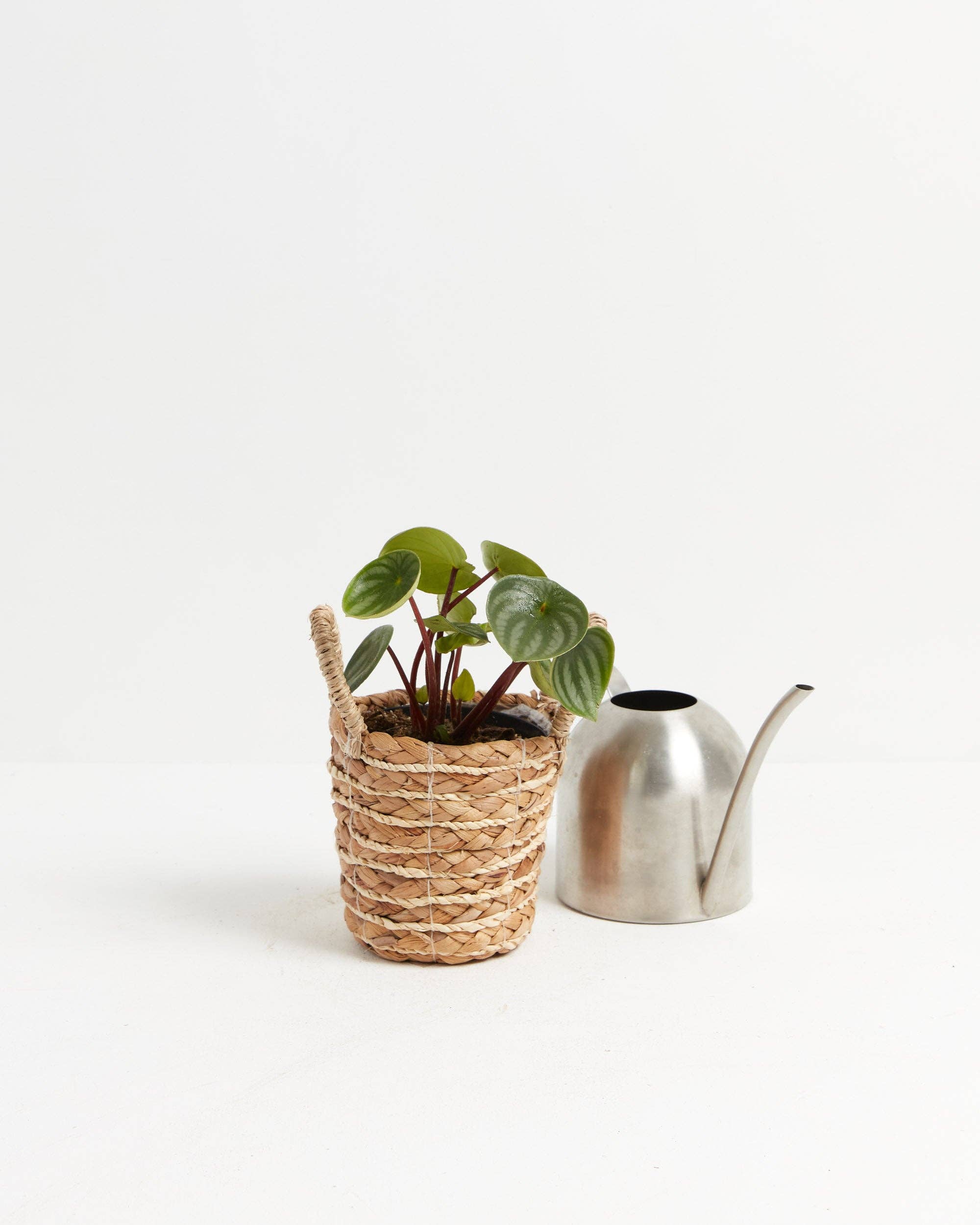 Lively Root - Wholesale Live Plant - Watermelon Peperomia16