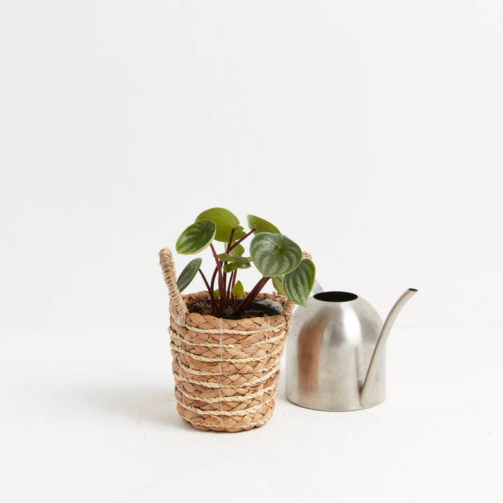 Lively Root - Wholesale Live Plant - Watermelon Peperomia16