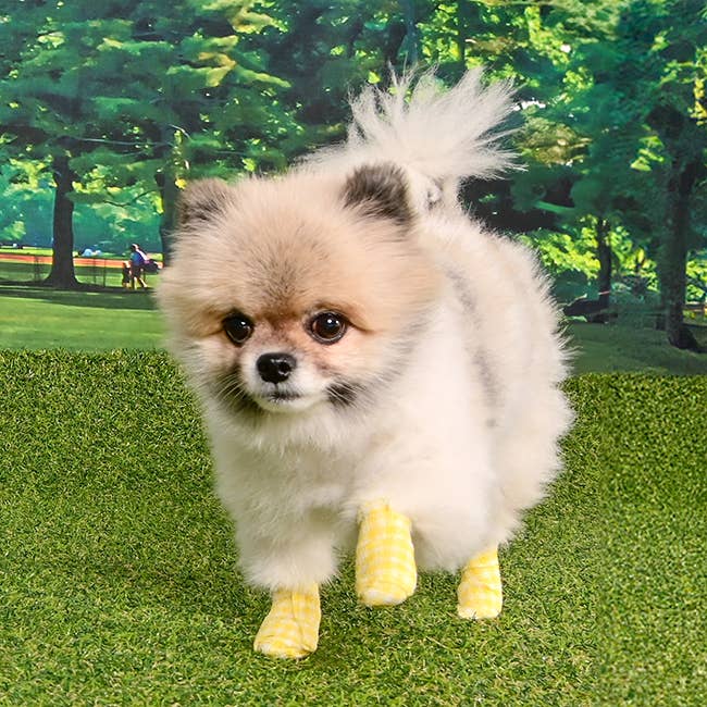 Olchi - Vendita all'ingrosso Stivaletti - Cani - Fascia PawTector a quadretti (OAZA-SH6831)1