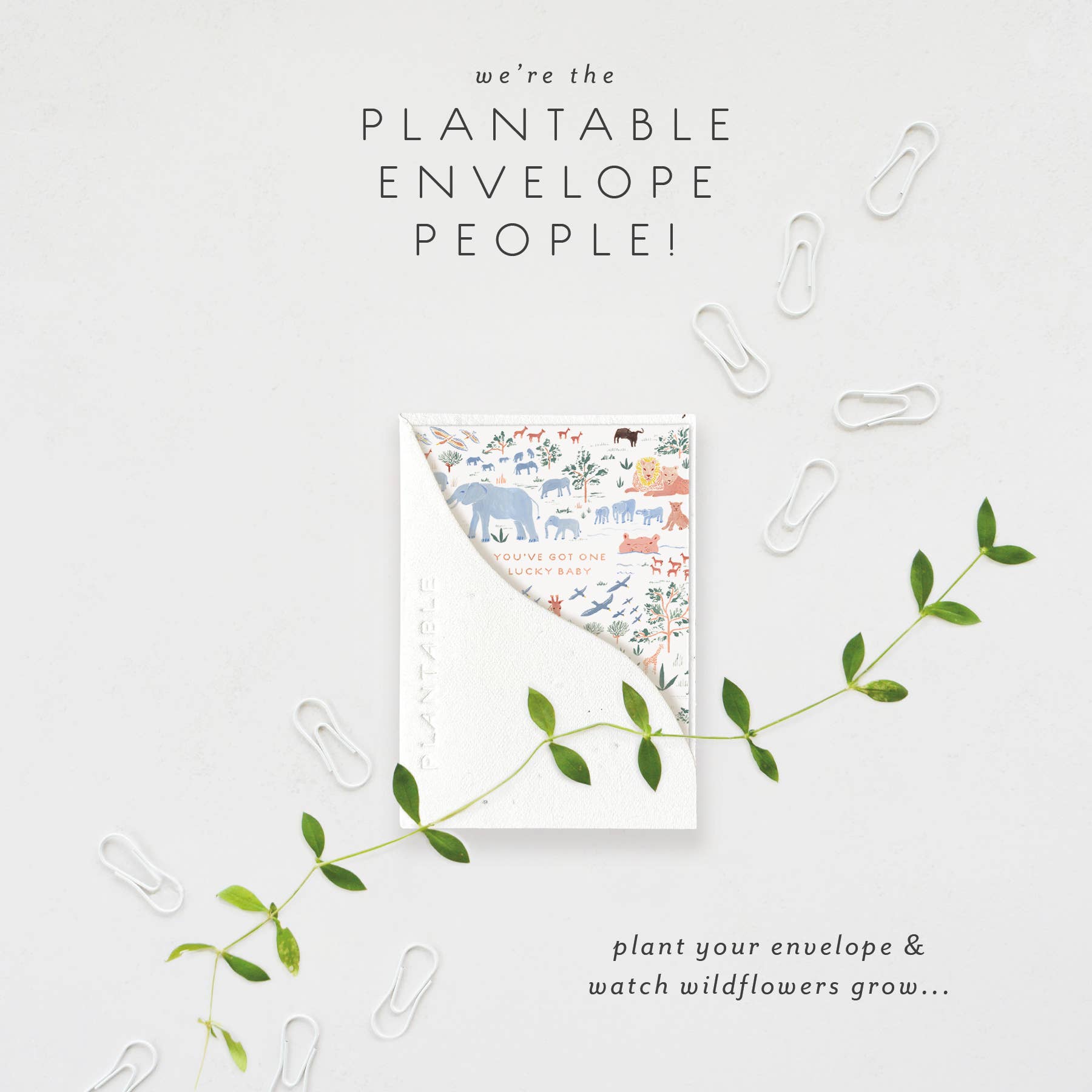 Seedlings – Großhandel Babykarte – Glücklicher Baby-Spross - Mini-Babygrußkarte (2,5" x 3,5")1