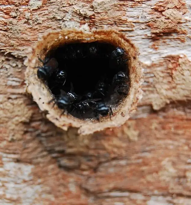 Zayti L.T.D.M - Wholesale Honey - PRECIOUS MELIPONA HONEY (ORGANIC): 300G JAR - SCAPTOTRIGONA9