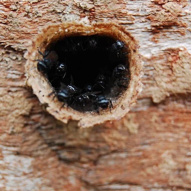 Zayti L.T.D.M - Wholesale Honey - PRECIOUS MELIPONA HONEY (ORGANIC): 300G JAR - SCAPTOTRIGONA9