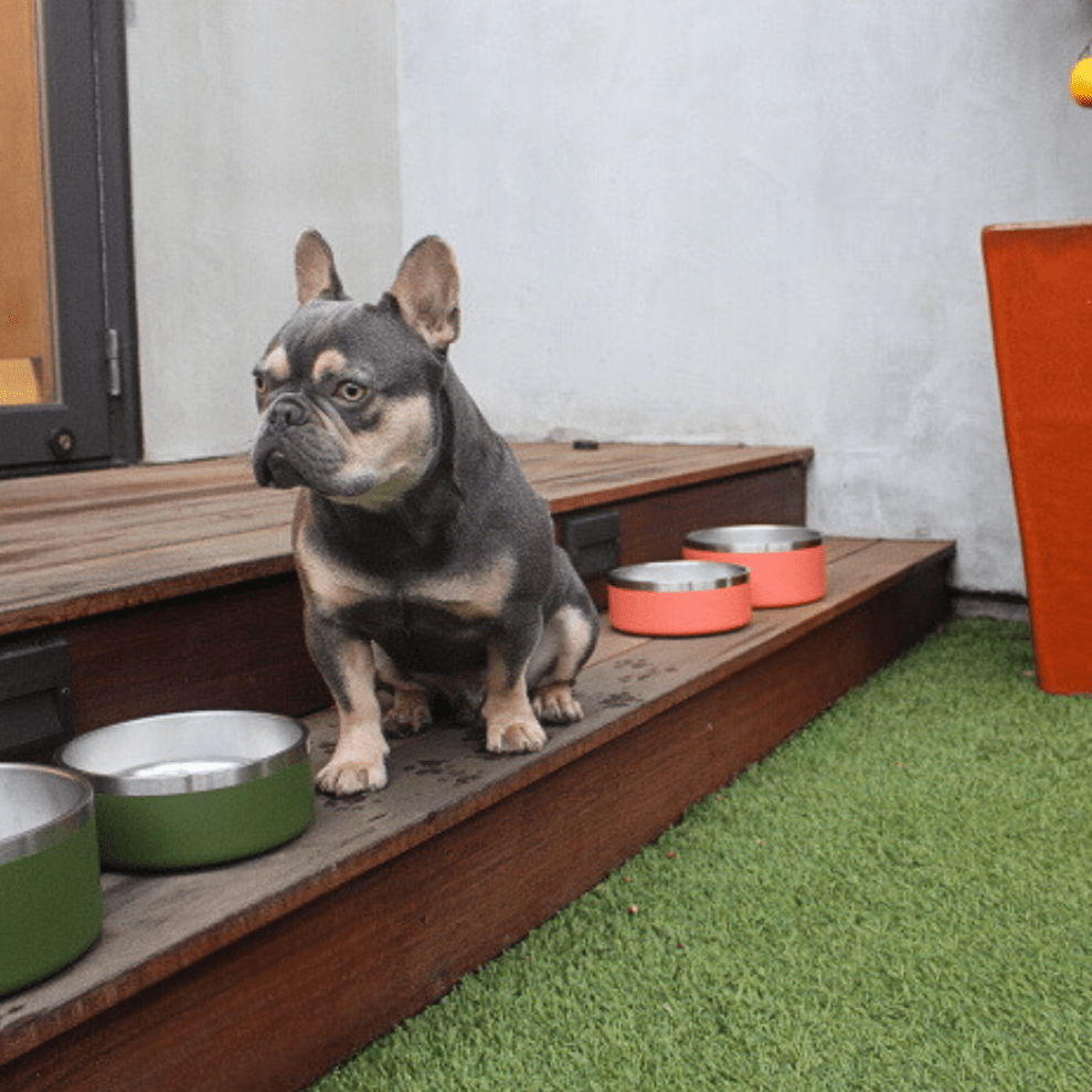 Tilley + Me - Wholesale Pet Bowl - Cat/Dog - Stainless Steel Pet Food + Water Bowl | 32oz and 64oz19