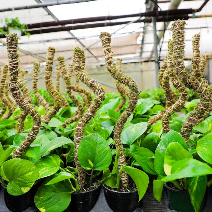 Mossify – Großhandel Gartenwerkzeug – 2,60–5 $/Einheit 50er-Pack biegsame Moosstange dünn – Züchterpackung6