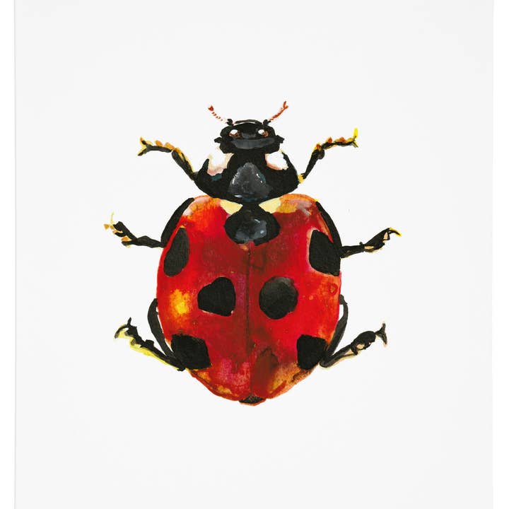 Impression d'art coccinelle pour la vente par J6R6