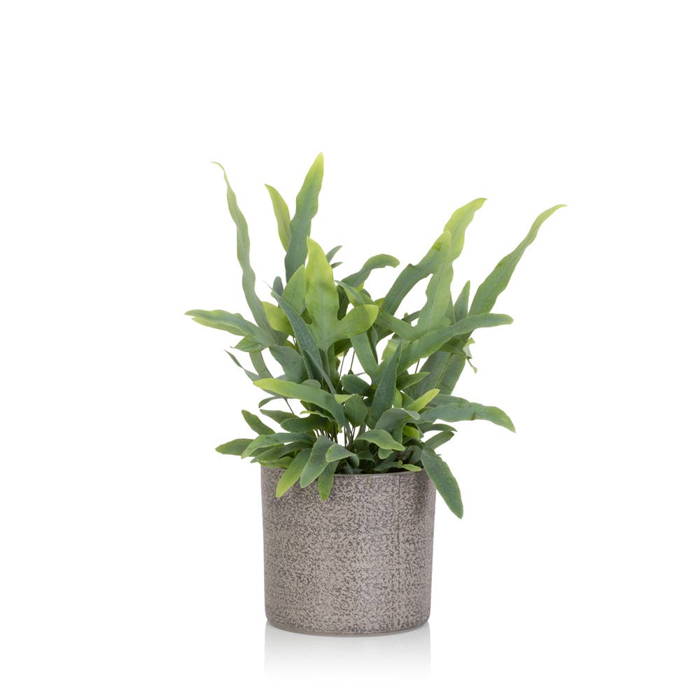 The Little Botanical – wholesale Live plant – British Grown Blue Star Fern0