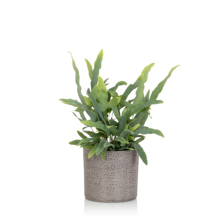 The Little Botanical β wholesale Live plant β British Grown Blue Star Fern