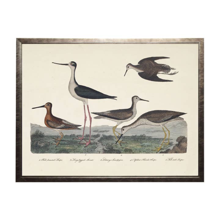 Gravure colorée vintage d'oiseau aquatique C pour la vente par Antique Curiosities Inc
