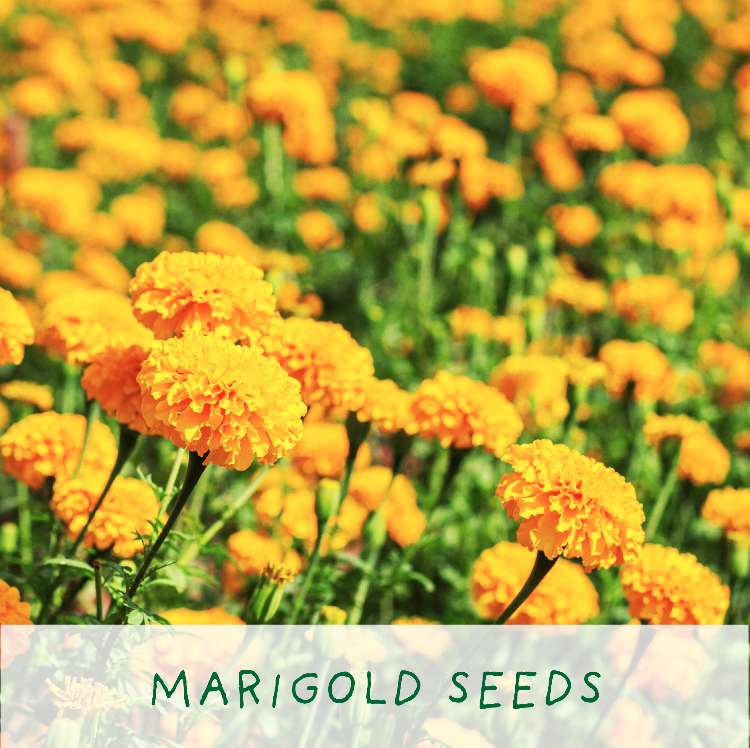 The Plant Gift Co. – wholesale Plant seeds – Big Bee Happiness Eco Plant Grow Kit, Gardening Gift5