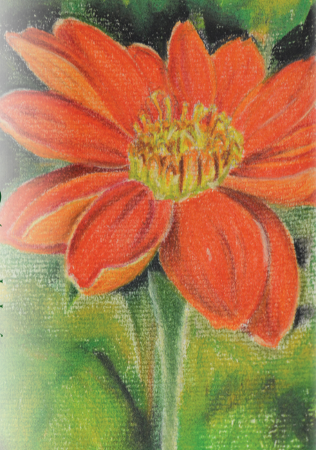 Sow True Seed - Wholesale Plant Seeds - Tithonia Seeds - Mexican Sunflower1