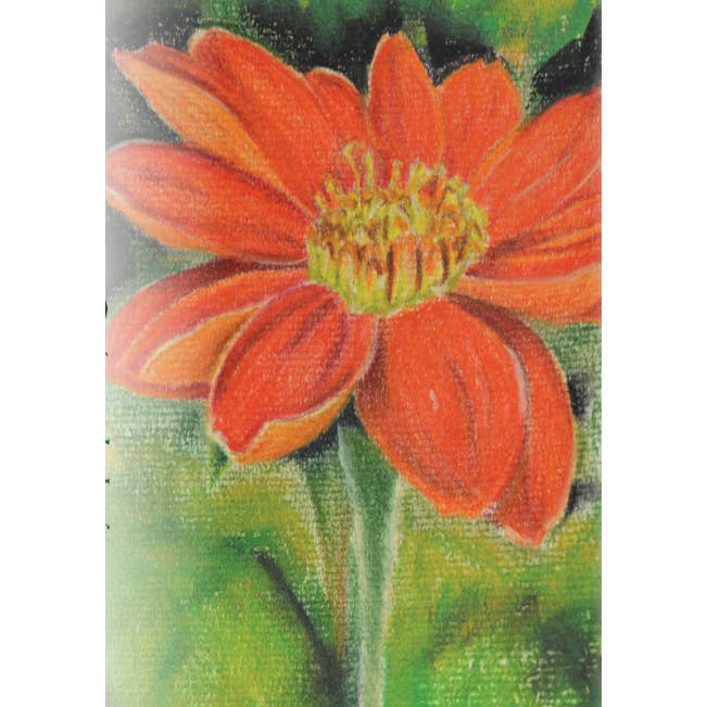 Sow True Seed - Wholesale Plant Seeds - Tithonia Seeds - Mexican Sunflower1