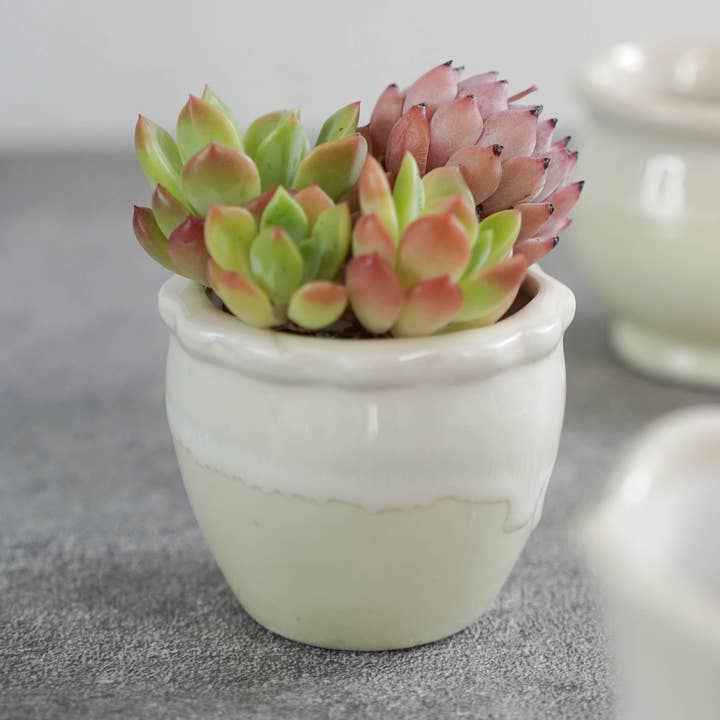 Small Cuties – Yellow Cup for wholesale by Springer Décor