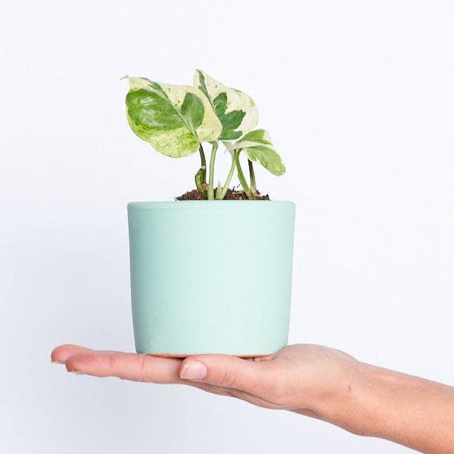 Epipremnum Aureum (Potho) Njoy M for engroshandel hos Miniplanta