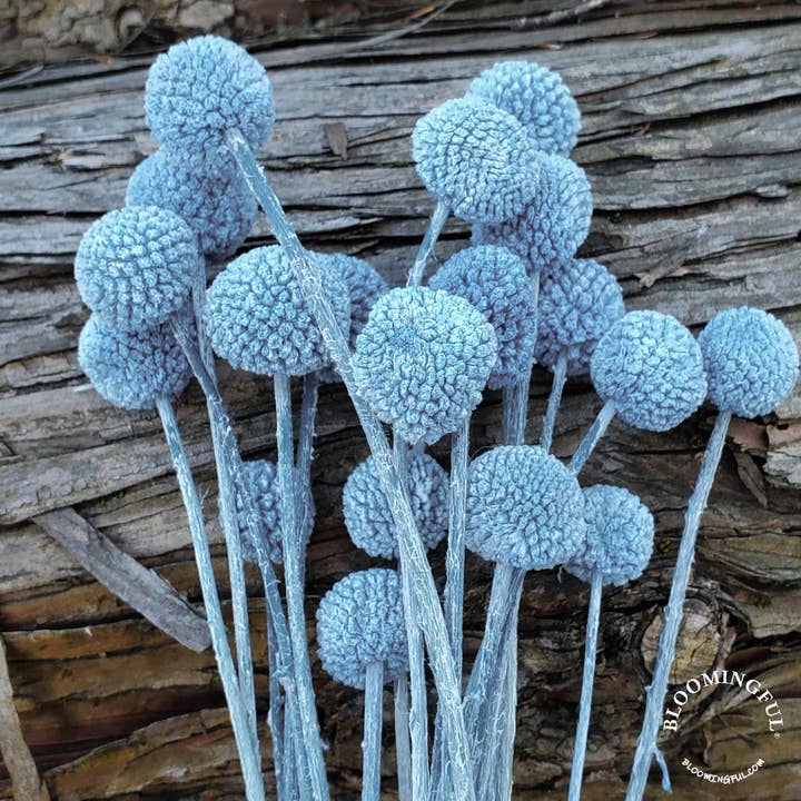 Craspedia 18-20st,Billy Ball Flower - Dusty Blue-Gray (016) for wholesale by BLOOMINGFUL.COM