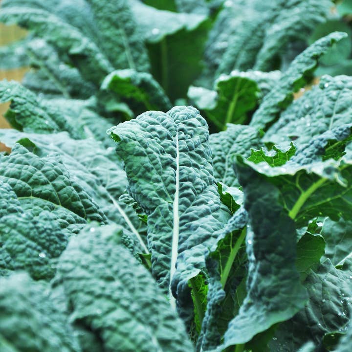 Bentley Seed Co. - Wholesale Plant Seeds - Kale, Lacinato Seed Packets3