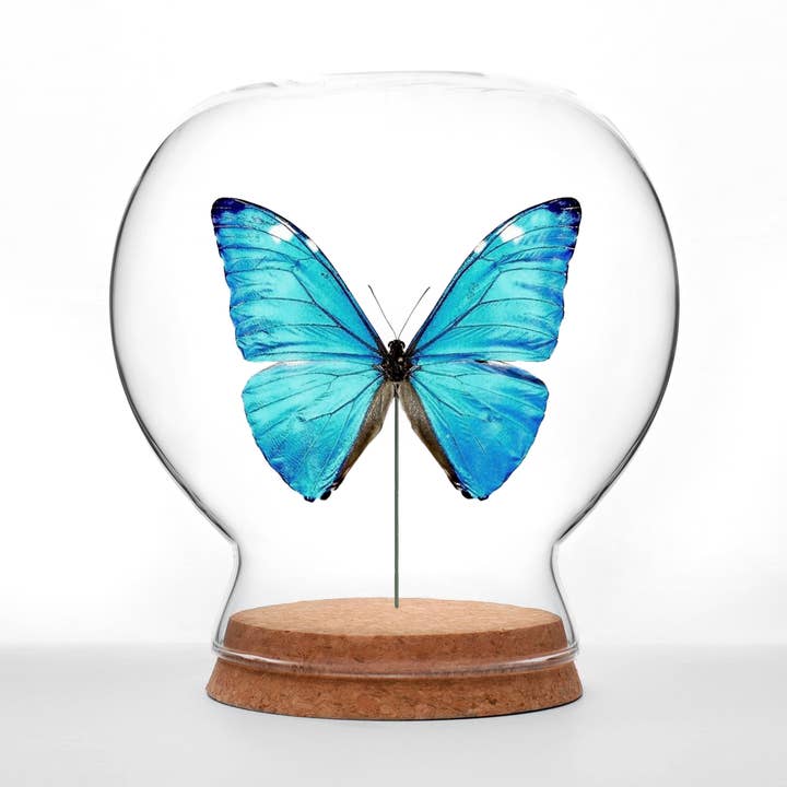 Shiny Blue Morpho Butterfly Globe for wholesale by Green Beetle Shop