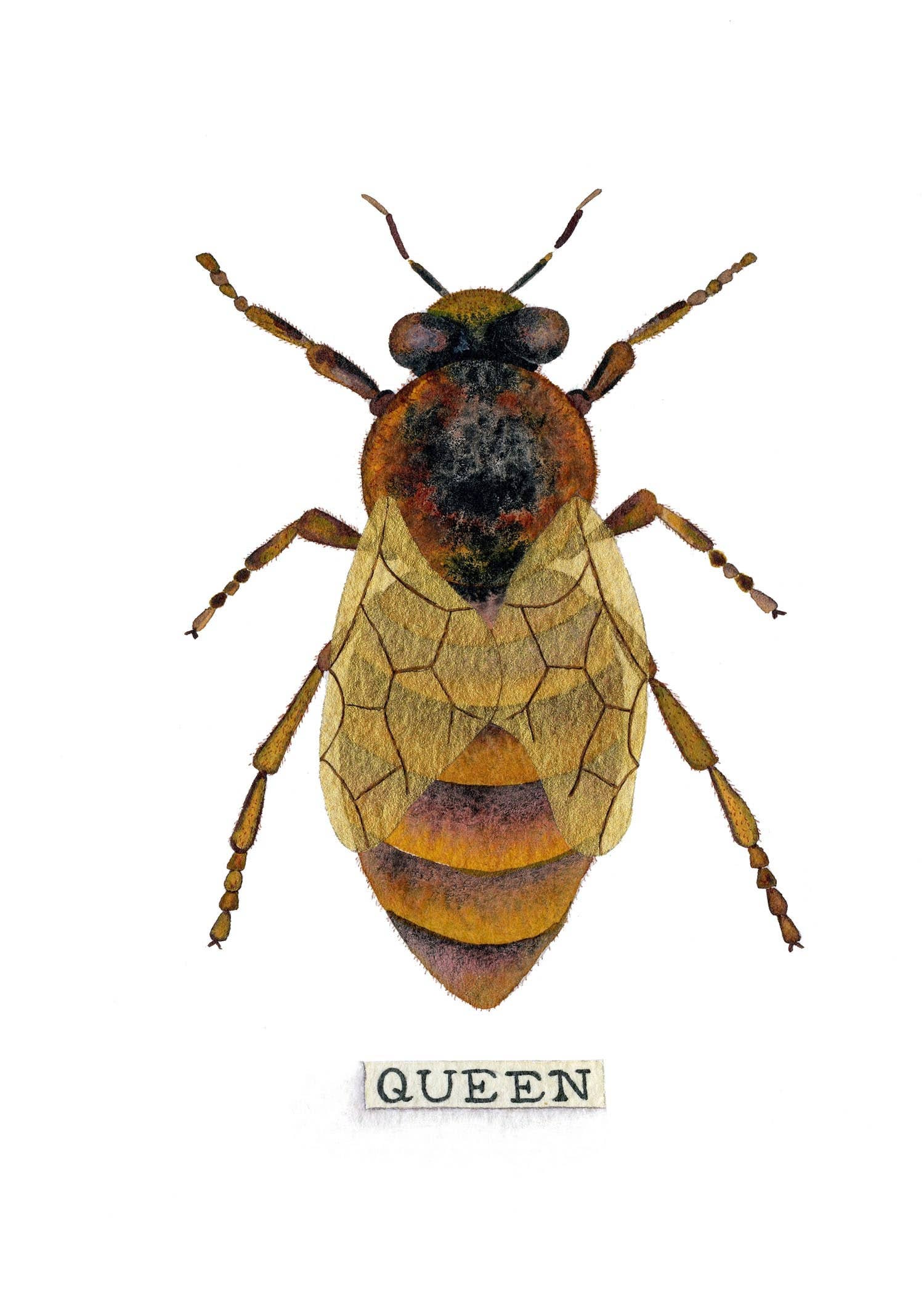 Candace Fincher - Wholesale Art Print - Honey Bee Print Of Queen Bee Bumble Bee Home Decor, Beekeeping8