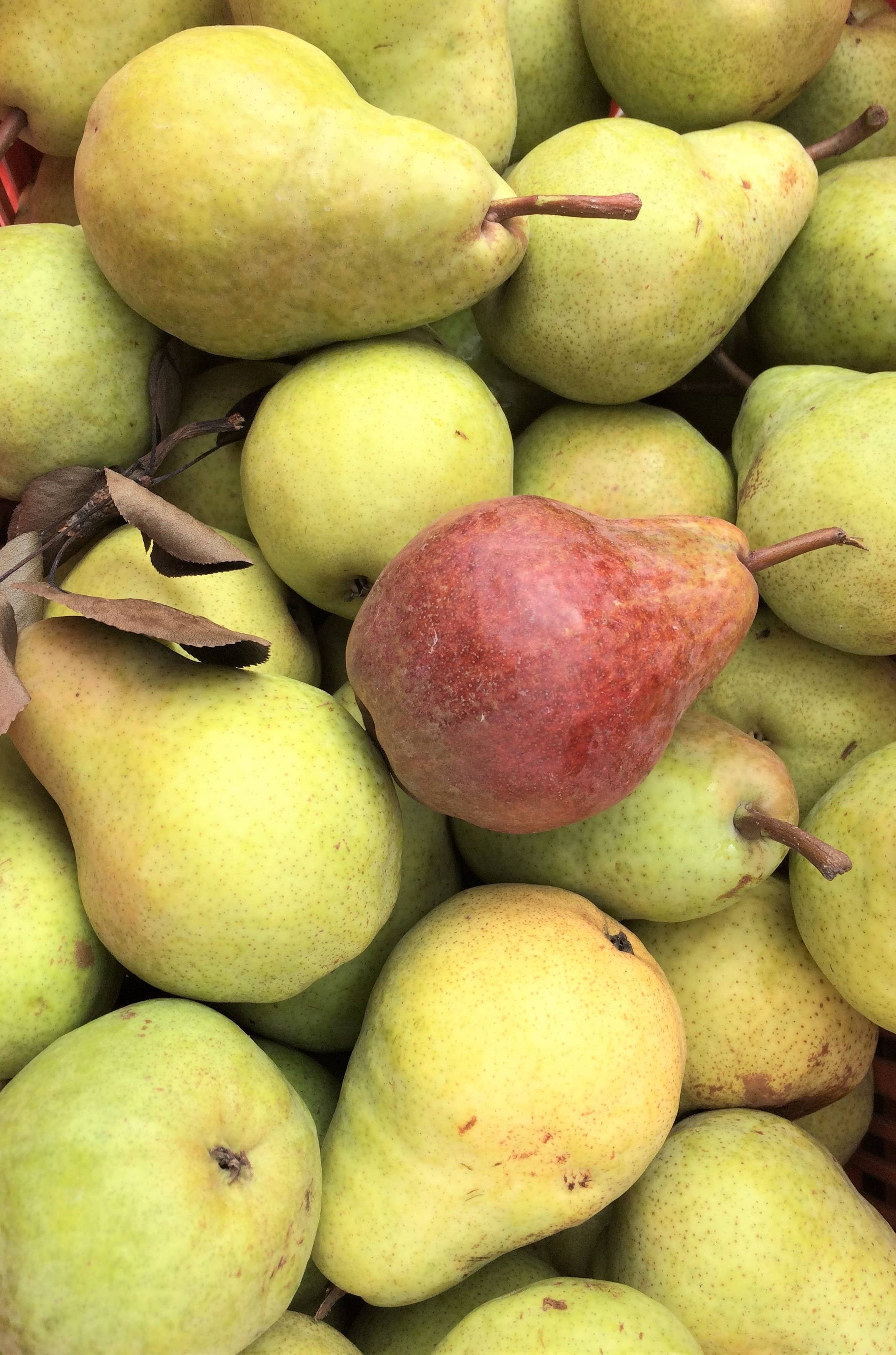 CONSERVES GUINTRAND - Vente Confiture/gelée - Confiture « extra » de poire Williams PG 314 ml2