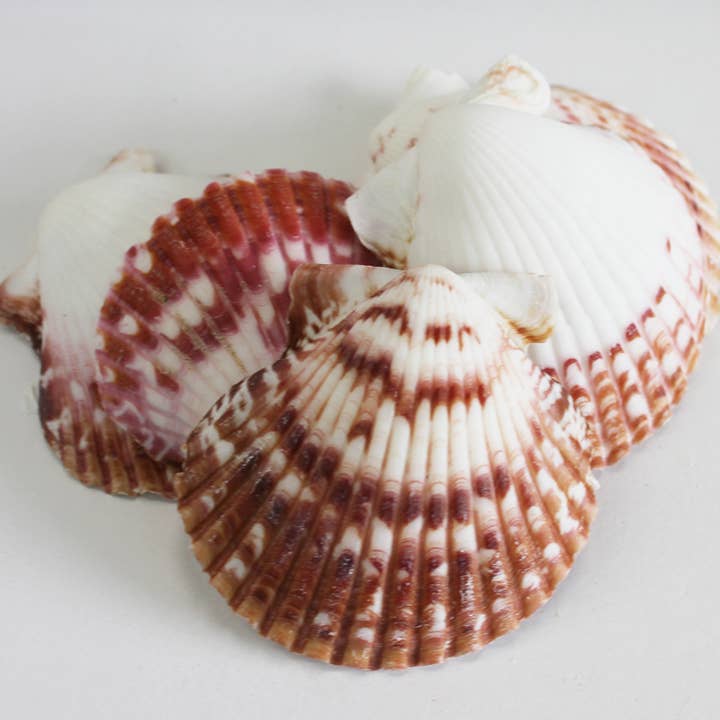 California Seashell Company - Wholesale Decorative Tabletop Object - Calico Pectin Bulk Seashells - 1 LB - 2-3"