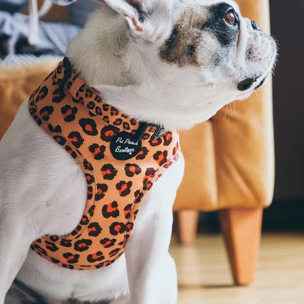 Pet Pooch Boutique - Wholesale Pet Collar - Dog - Spiced Honey Leopard Puppy or Dog Collar (animal print)