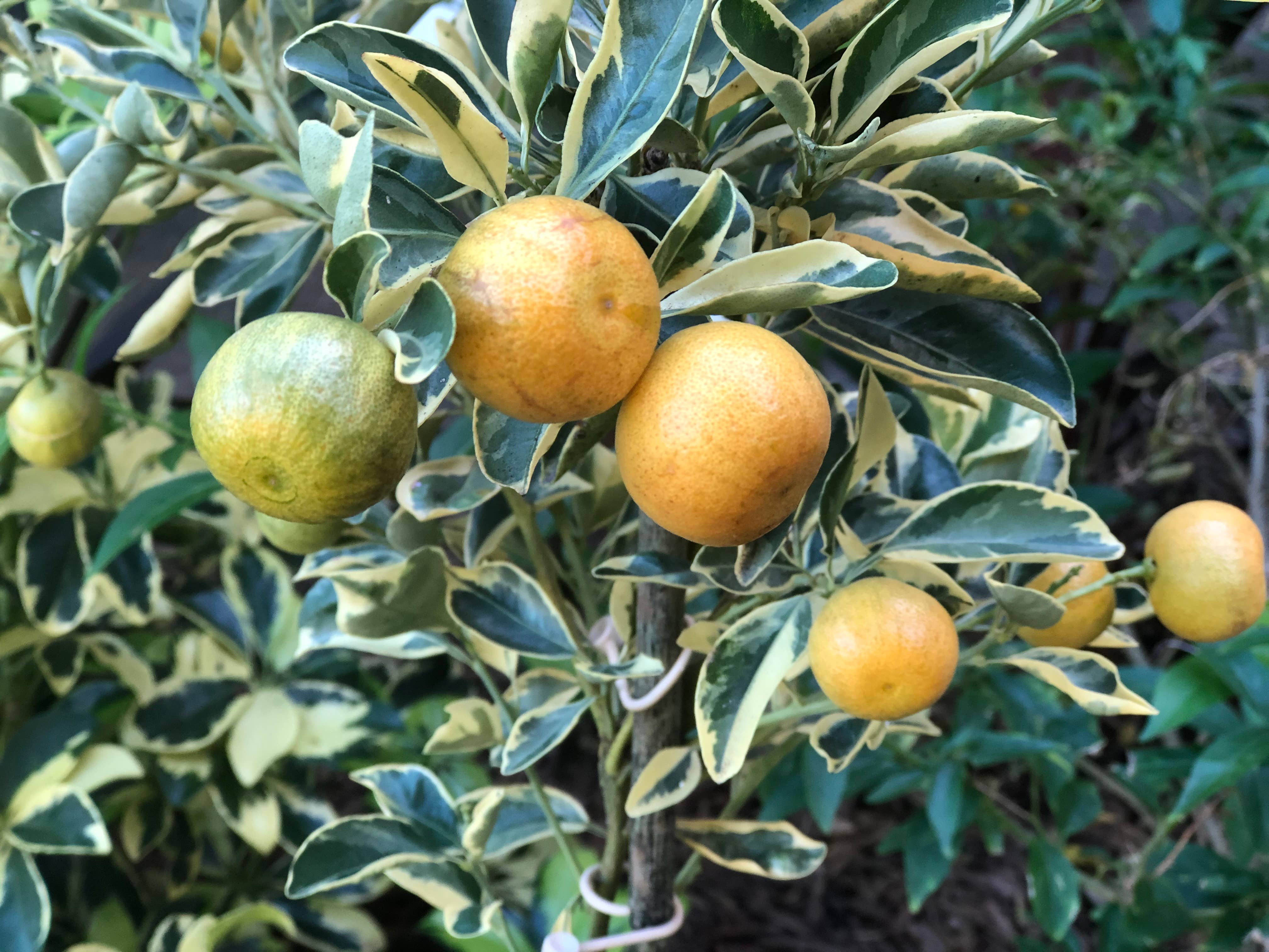 Aloha Bites – Geleia por atacado – Aloha Bites Marmelada de Calamansi Premiada da Tutu5