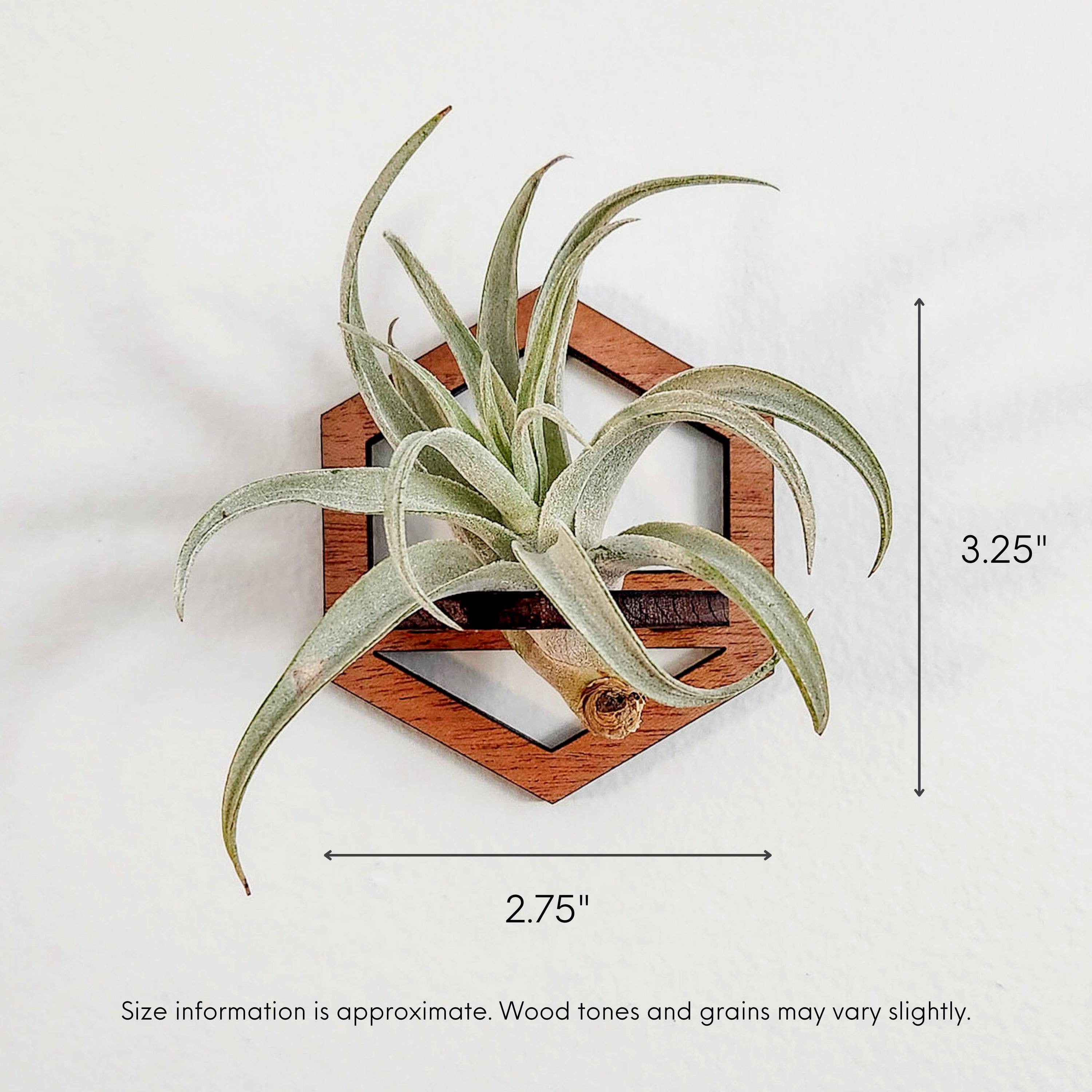 Leaf & Node - Wholesale Hanging Planter - Air Plant Holder, Wall Hanging, Wooden Hexagon Outline3