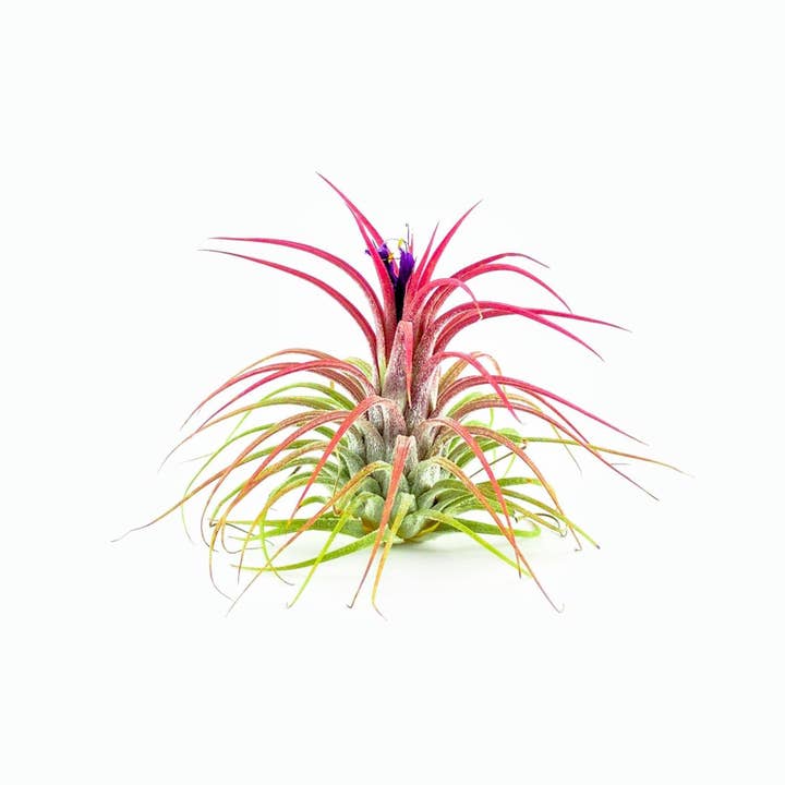 Airplant Direct – wholesale Live plant – Tillandsia Ionantha Guatemala Air Plant2