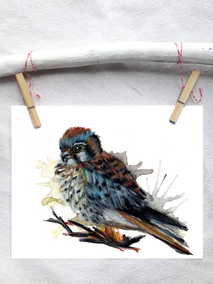 Bird American Kestrel art print for wholesale by Lindsey Munson