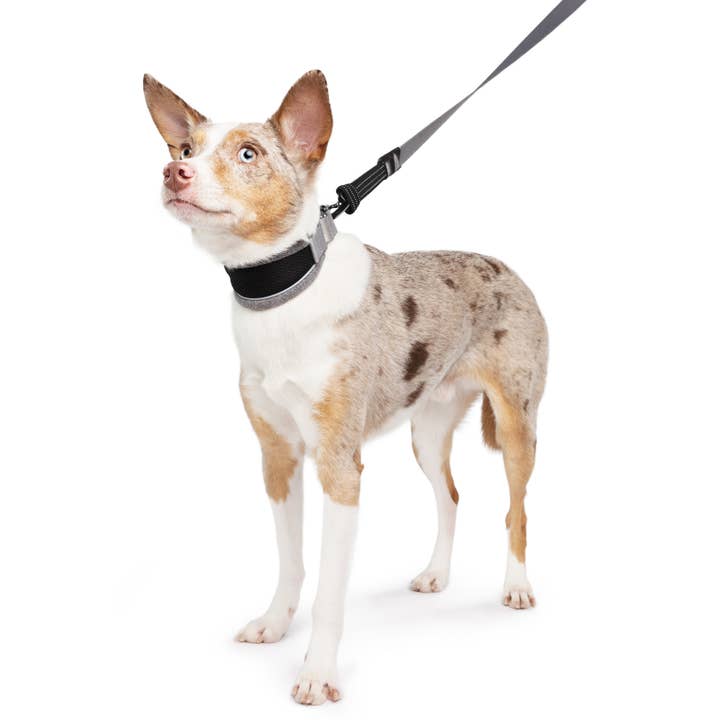 Gold Paw Series – Engroshandel Halsbånd - Hund – Letvægts halsbånd i martingale-stil til sarte hunde