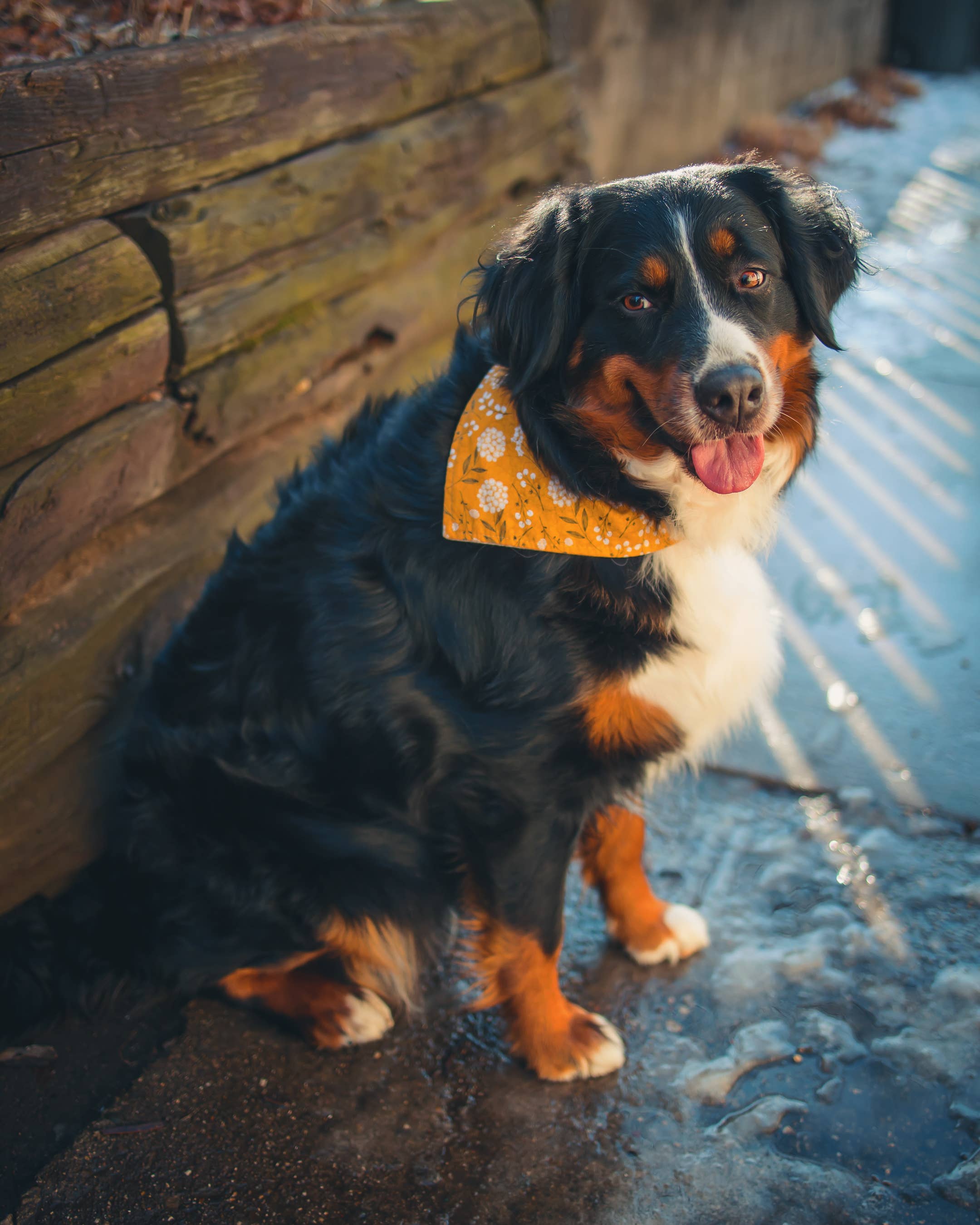 BibbyBubby - Wholesale Pet Bandana - Dog - Mustard Floral Dog Bandana (Snap-on, 3 sizes available)3