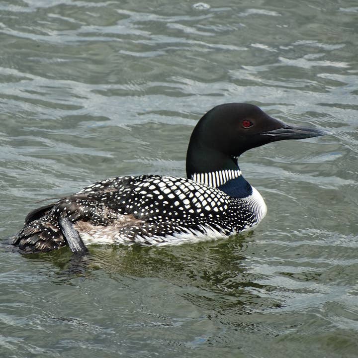 Swedish Dishcloth - Common Loon Bird for wholesale by Scandinavian Specialties