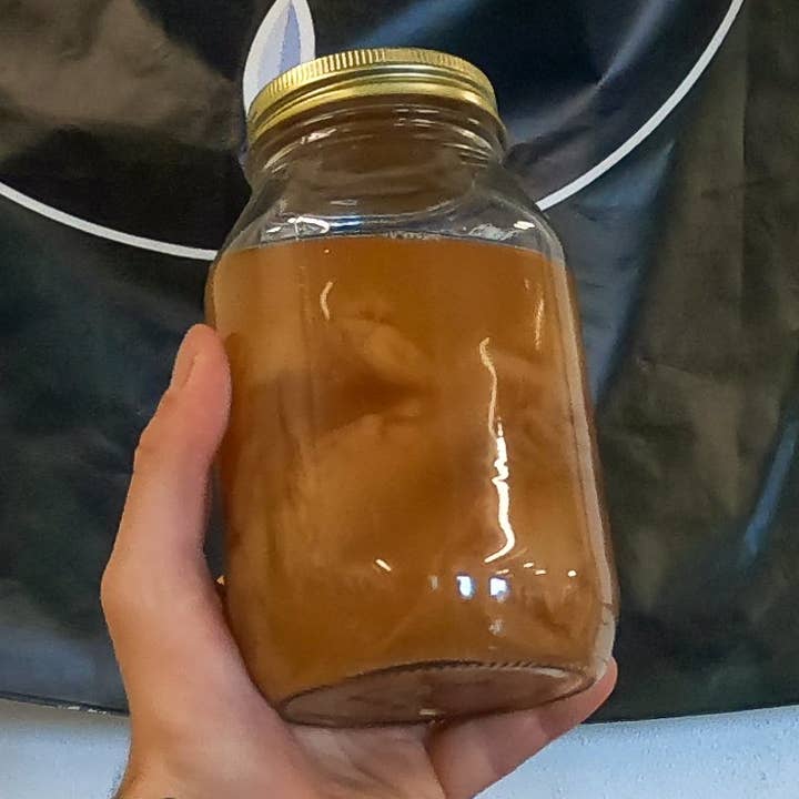 SCOBY for wholesale by Kombuchade