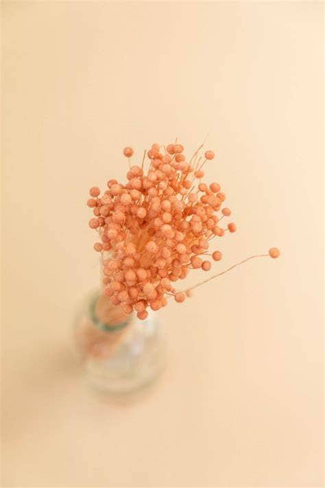 .AVPV. Studio - Vente Fleur séchée/pressée - Boutons roses séchés6