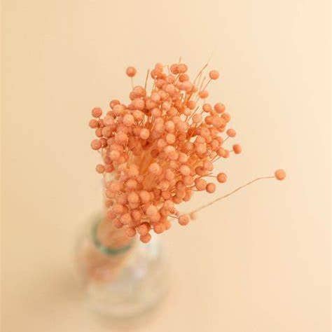 .AVPV. Studio – Engroshandel Tørrede/pressede blomster – Tørret Pinky Button3