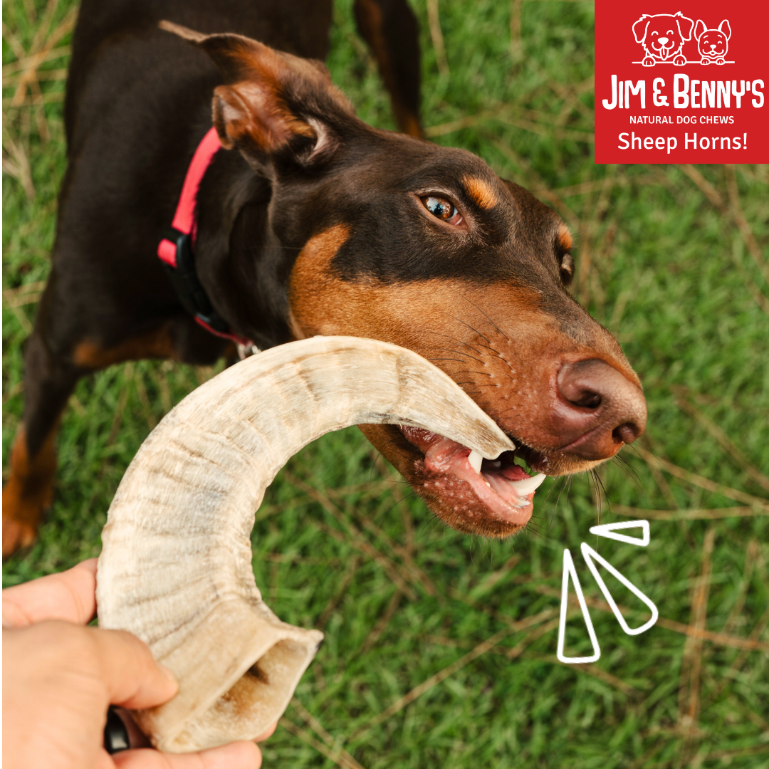 Jim and Benny's - Wholesale Pet Chew Toy - Dog - Sheep Horn Chew Shelf Display 6