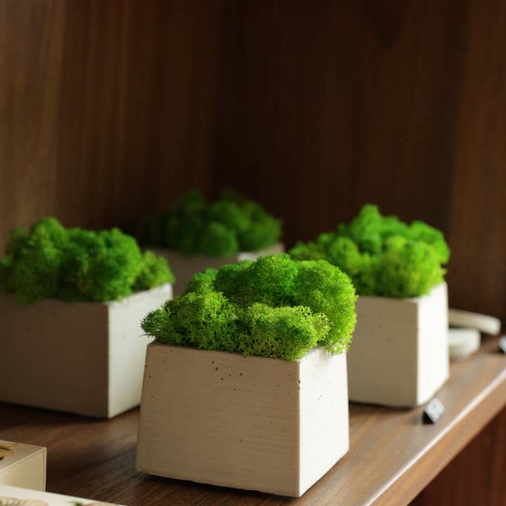 THE NINE SPACE - Vendita all'ingrosso Piante vive - EASY GREEN Muschio - Pianta