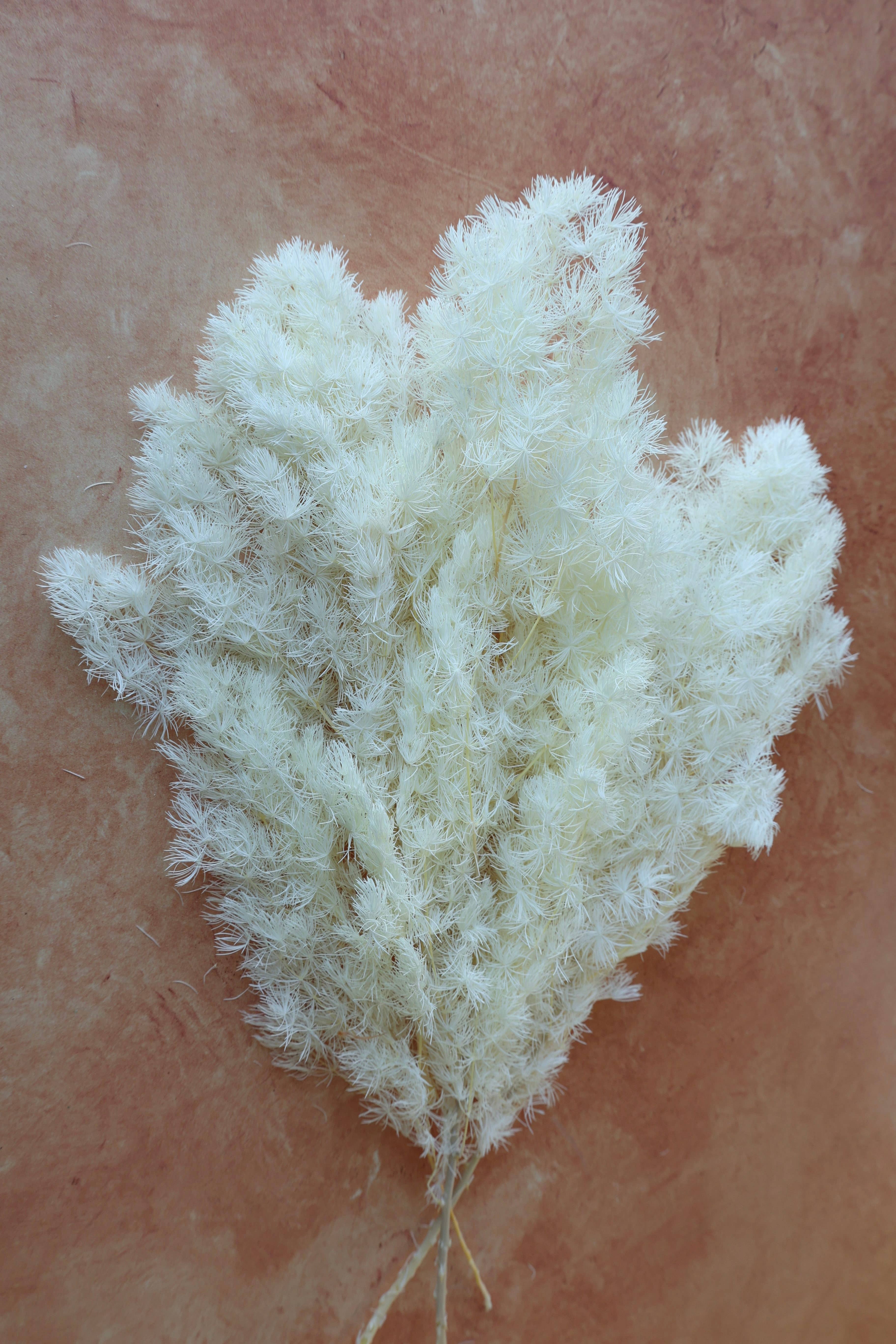 FlowerFantaSee - Wholesale Dried/Pressed Flowers - Preserved Ming Fern5