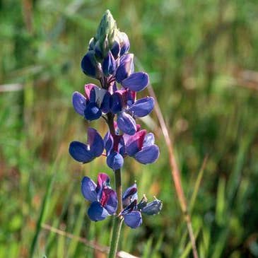 Bloom Bombs - Wholesale Plant seeds - California Native Wildflower Seed Balls 14oz.2