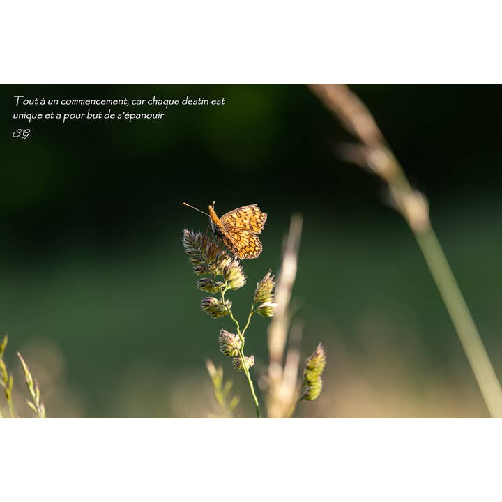 Envol pour la vente par L'Ecriture D'Un Regard