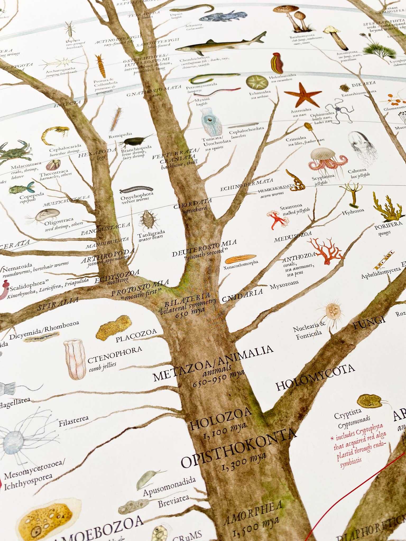 Fairhope Graphics - Wholesale Poster - A History of Existing Life3