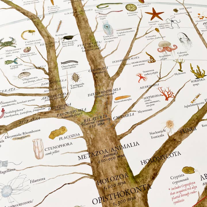 Fairhope Graphics - Wholesale Poster - A History of Existing Life3