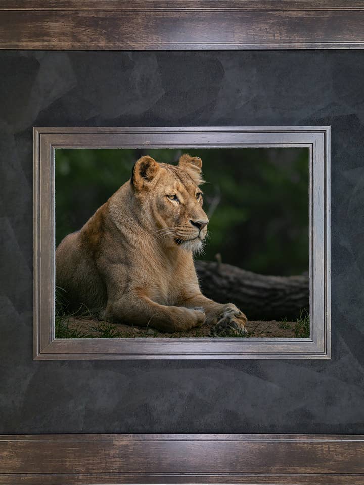 African Lion with Espresso Walnut and Fabric for wholesale by The Brightener Group